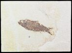 Bargain Knightia Fossil Fish - Wyoming #47903-1
